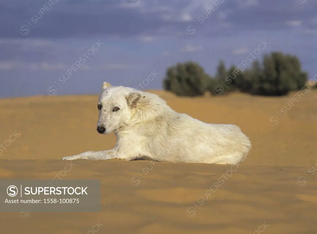 lie sand dune, half-breed dog,    Squander, sand, animal, mammal, dog, pet, house dog, half-breed, promenade half-breed, fur color, sheepdog, vigilanc...