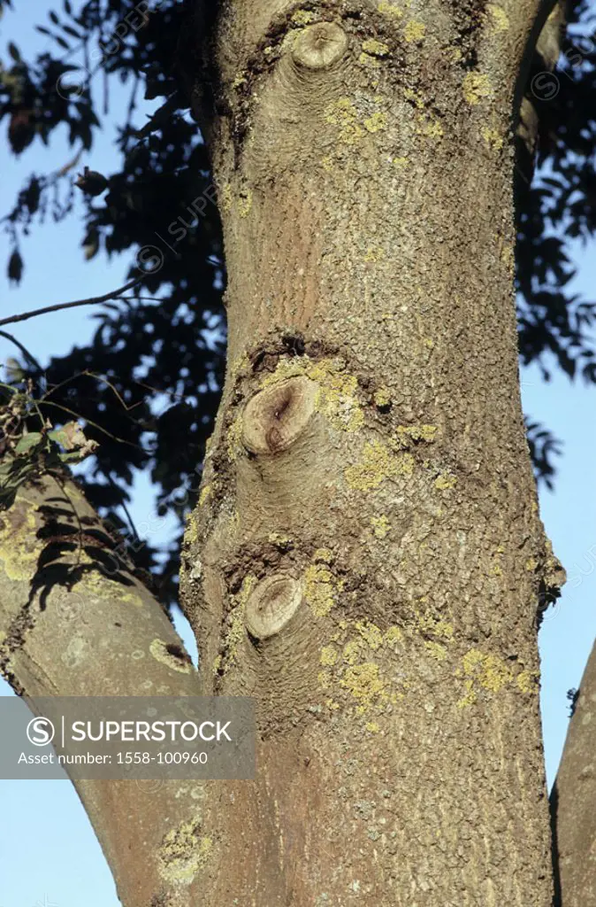 Mean ash, Fraxinus excelsior,  Trunk, detail,   Nature, plants, tree, log, bark, rind, bark structure, patterns, bark, lichens, symbiosis,