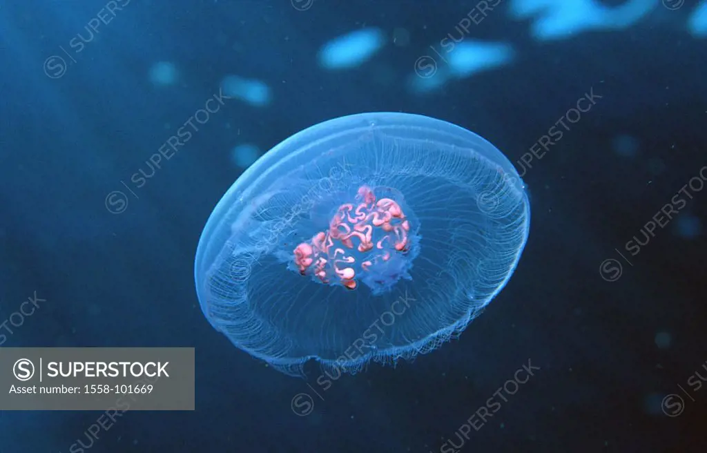 Ear jellyfish, Aurelia aurita,