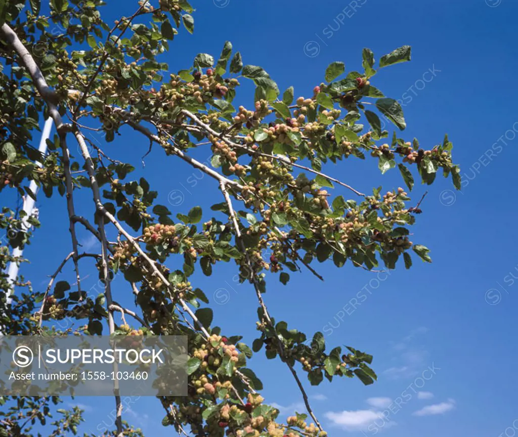 White mulberry tree, Morus alba,  Detail, branches, fruits,   Plant, tree, mulberry tree plant, branches, abandoned, fruit stand, berries, unripe, gro...
