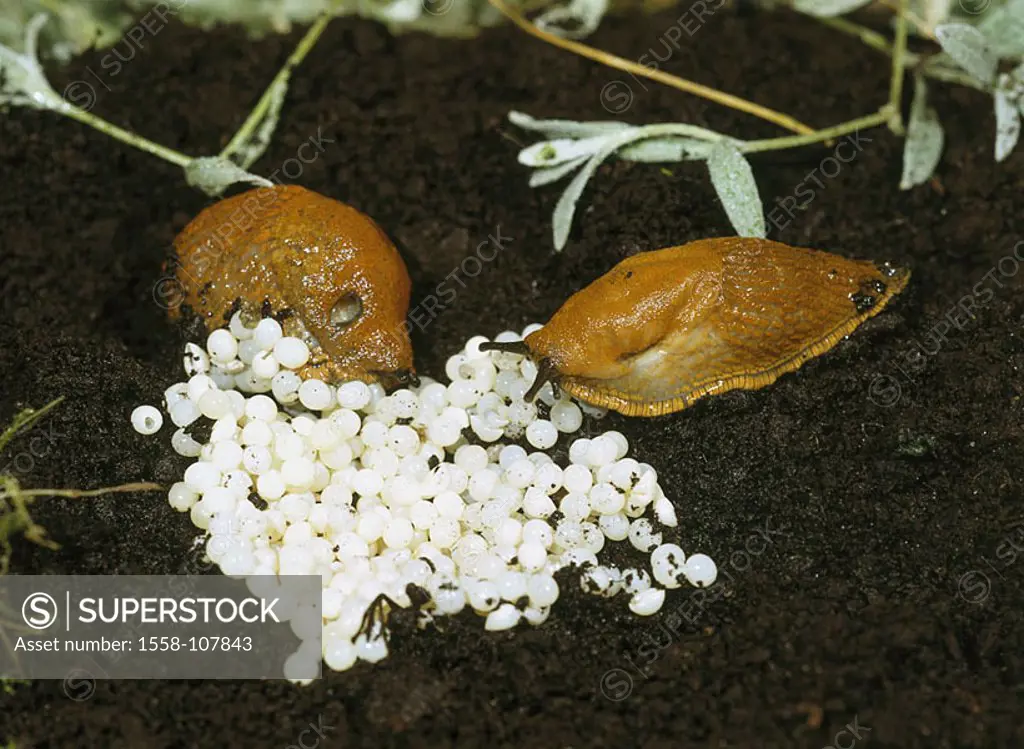 Earth, red way-snails Arion rufus nests eggs wildlife, animals, mollusks, Bauchfüßer, Gastropoda, Arionidae, slugs, country-lung-snails, snails, two, ...