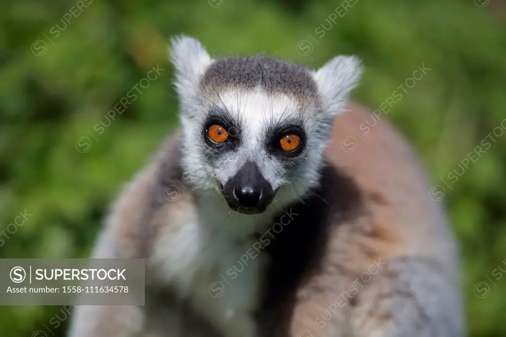 Ringtailed Lemur in sun