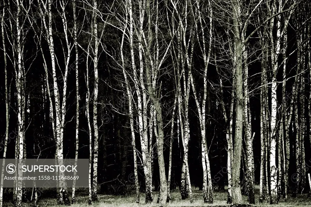 A row of young birches at the edge of the forest of a dark coniferous forest,