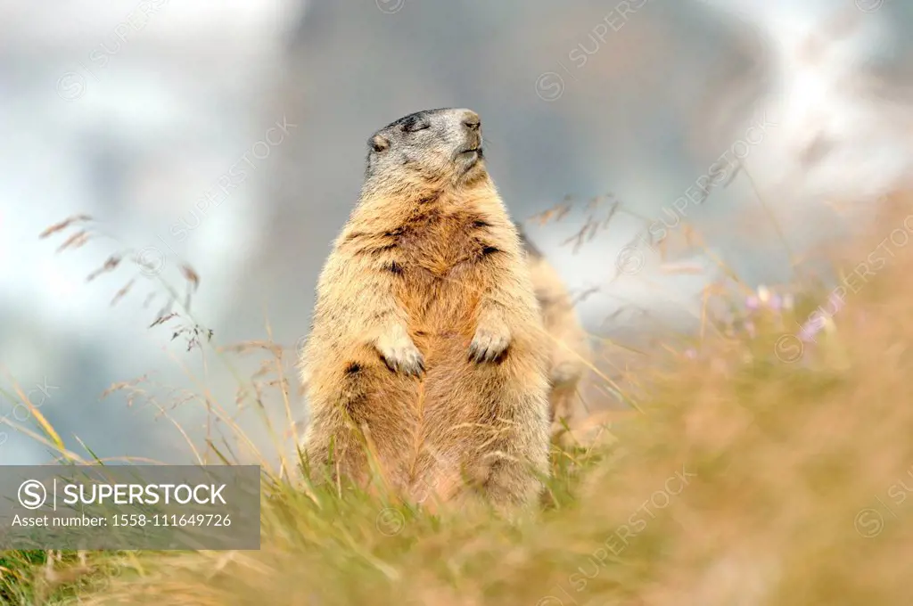 Groundhog standing on hind legs in mountain meadow, Marmota