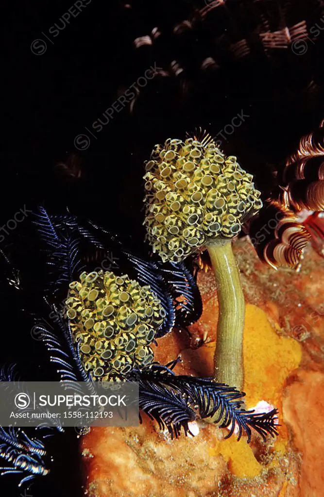 Indian ocean, underwater-reception, fungus-sea-vagina, Oxycorynia fascicularis, Nephtheis fascicularis, underwater-world, Indopazifik, animals, sea-bu...