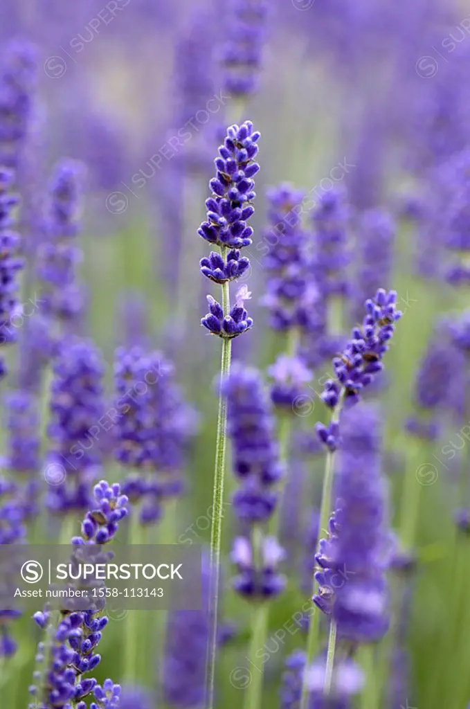 Flowers, real lavender, Lavandula angustifolia, detail, blooms, series, plants, garden-flowers, petals, purple, prime, bloom-magic, bloom-splendor, bl...