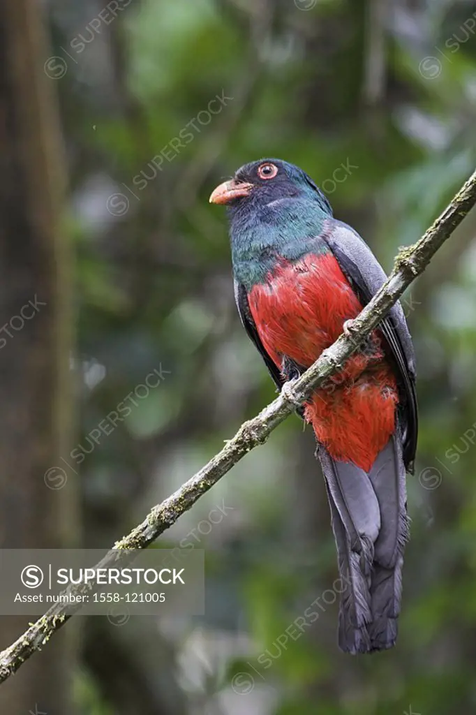 Schieferschwanztrogon, Trogon massena, tree, sits, not exclusively, Costa Rica, Puntarenas, can Brazos, jungle, rain-forest, nature, wildlife, wildern...