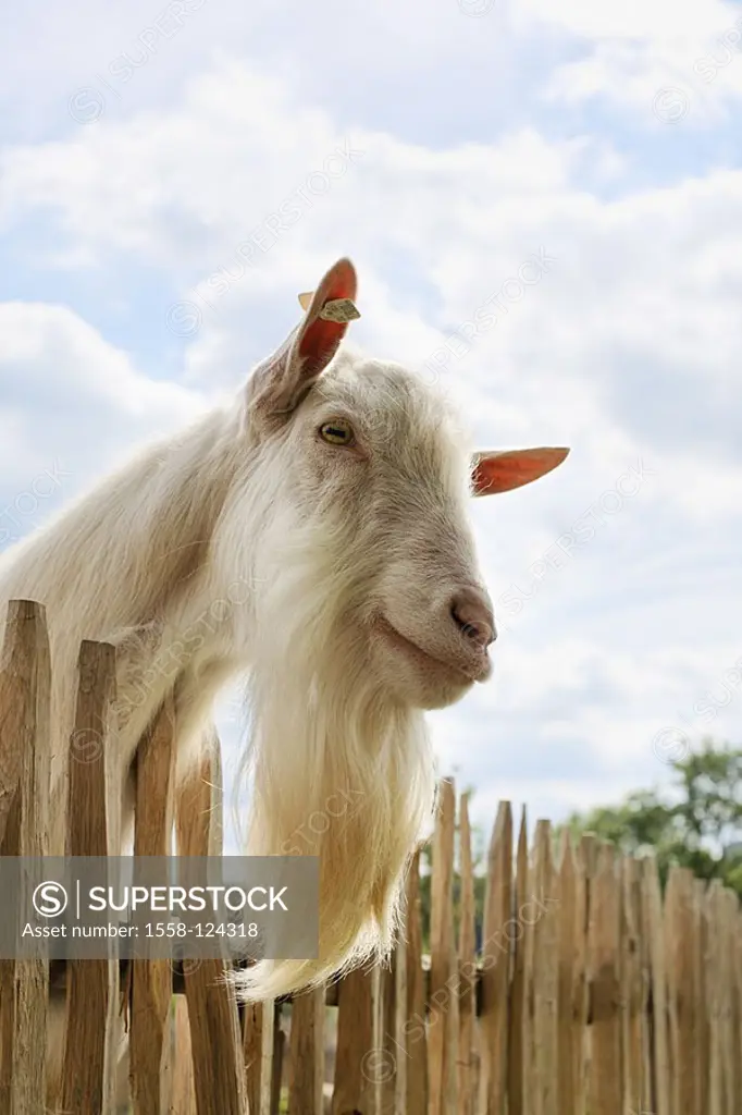 Fence, goat-buck, knows portrait, animal-portrait, animal, goat, goat-beard buck, house-goat, noble-goat, usefulness-animal, fur, fur-color, beard, ea...