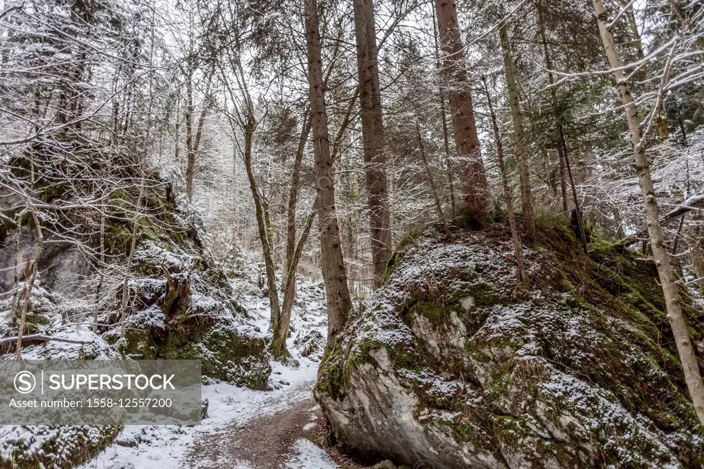 Snowy walk in the Forest