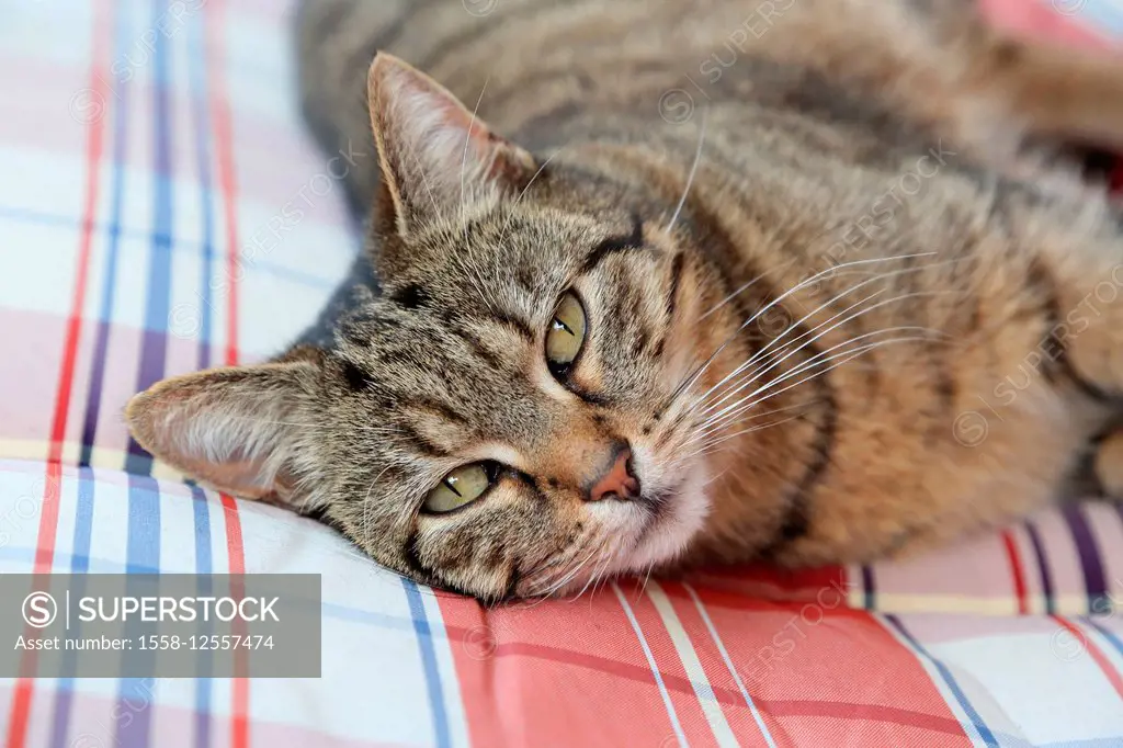 Domestic cat, Felis silvestris catus