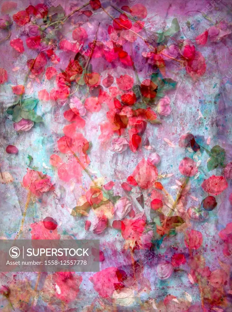 dreamy photographic layer work of red roses,