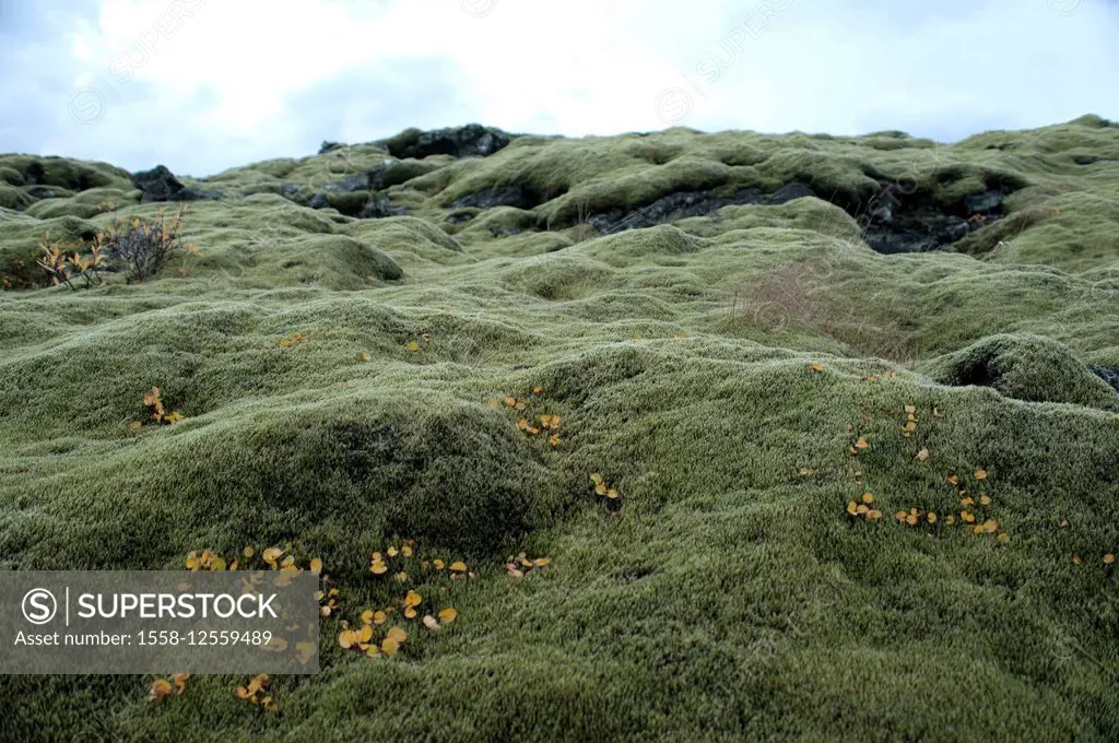 lava field, moss, Iceland