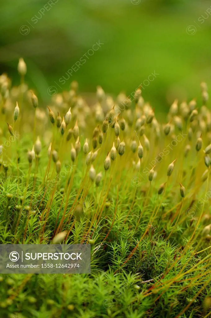 moss, Polytrichum, Polytrichastrum formosum,