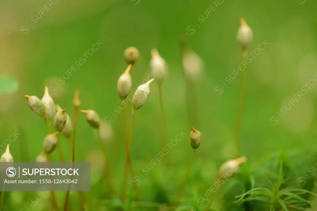 moss, Polytrichum, Polytrichastrum formosum,