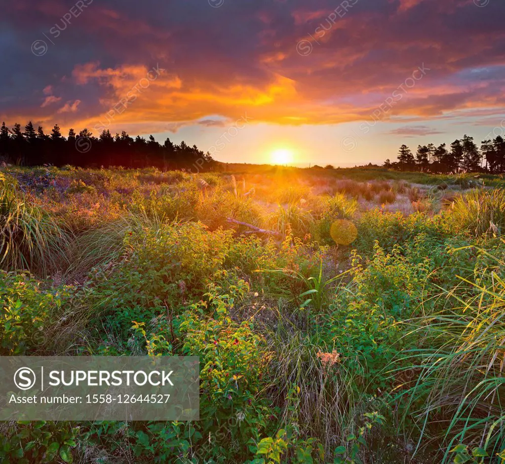 Sundown, meadow, Manawatu-Wanganui, north Island, New Zealand