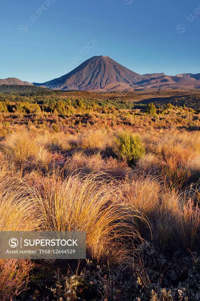 Vegetation, Mount Ngauruhoe, Tongariro National Park, Manawatu-Manganui, north Island, New Zealand