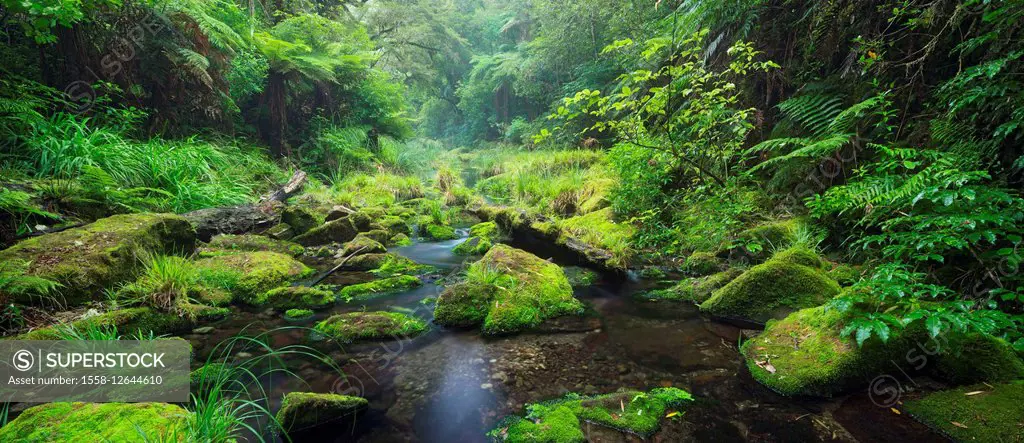 Rain forest, Omanawa Gorge, Bay of Plenty, north Island, New Zealand