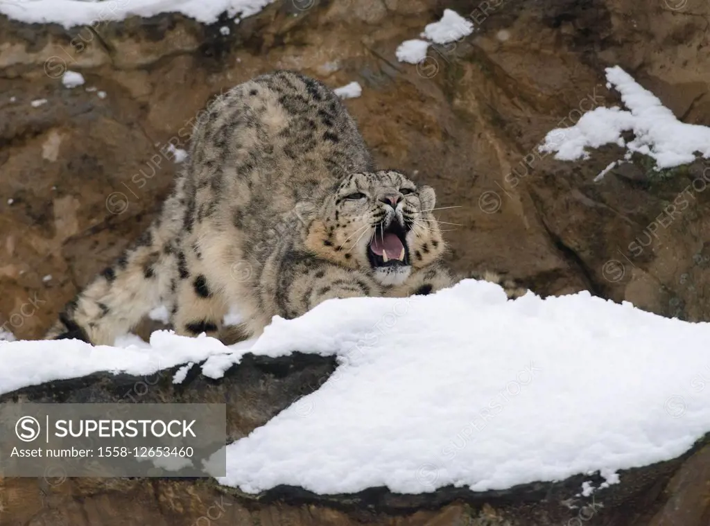 Snow leopard, Irbis, Panthera uncia, young animal, stretch, yawn,