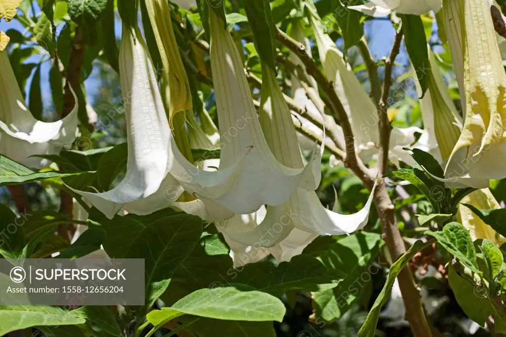 Botany, Datura arborea, angel's trumpets, cultivated plants, Tenerife, Canary Islands, Spain, Europe,