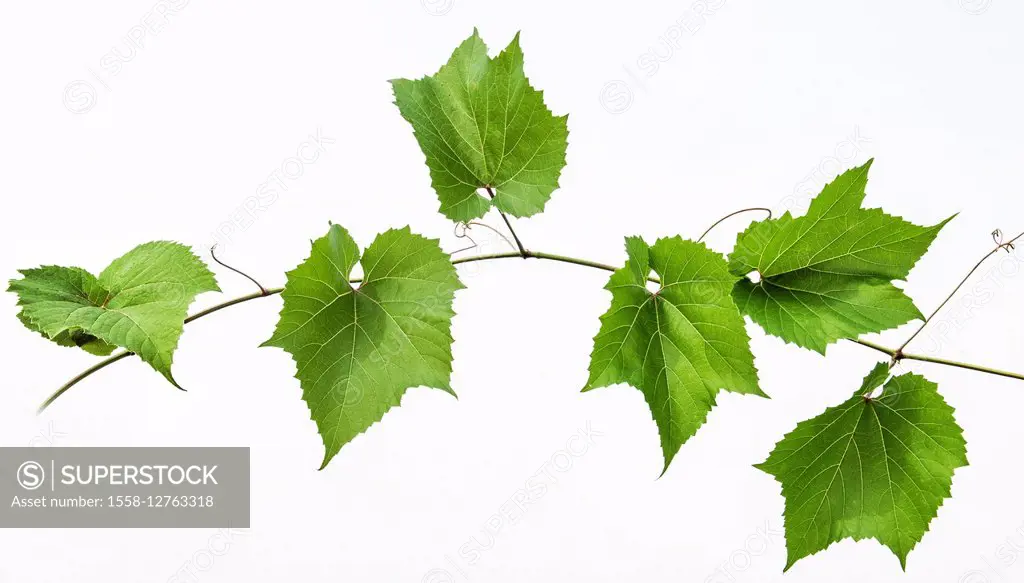 Wine leafs 2024