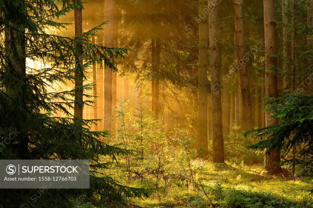 Germany, Thuringia, Saale-Holzland-Kreis, sunrays in the spruce forest