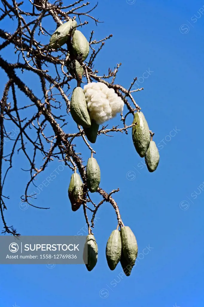 Kapok Tree Fruit Photos, Images and Pictures