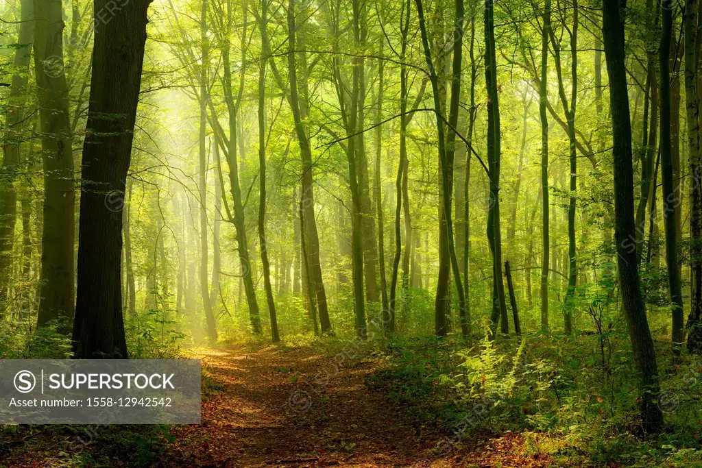 Germany, Saxony-Anhalt, near castle Freyburg Unstrut, sunrays in the morning fog in the deciduous forest