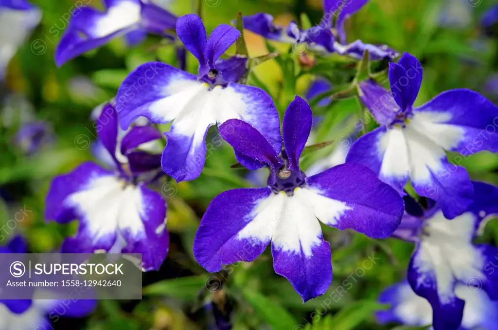 Garden lobelia, Lobelia erinus, cultivare sort Sapphire, growing creeping, blue-white blossoms, summer flower