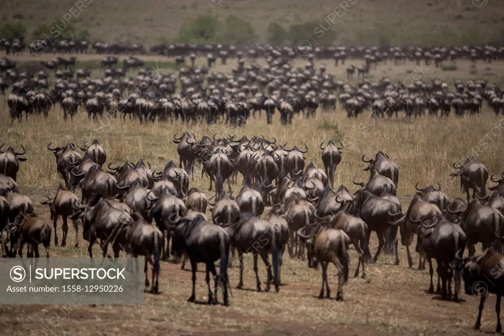 Kenya, Serengeti, Maasai Mara National Reserve, Maasai Mara, migration of gnus