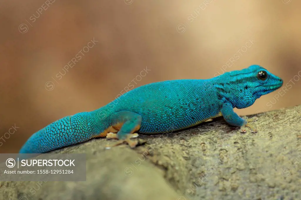 Turquoise dwarf gecko, Lygodactylus williamsi