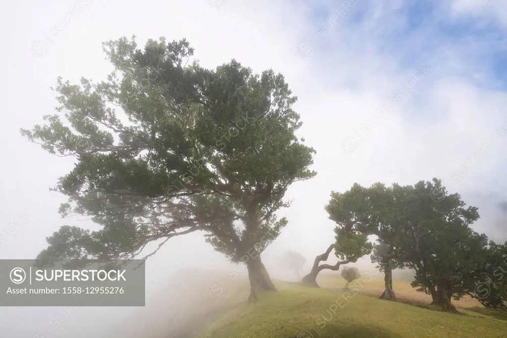 Portugal, Madeira, laurel, wood, stinkwood, fog, atmosphere, highland, scenery, light,