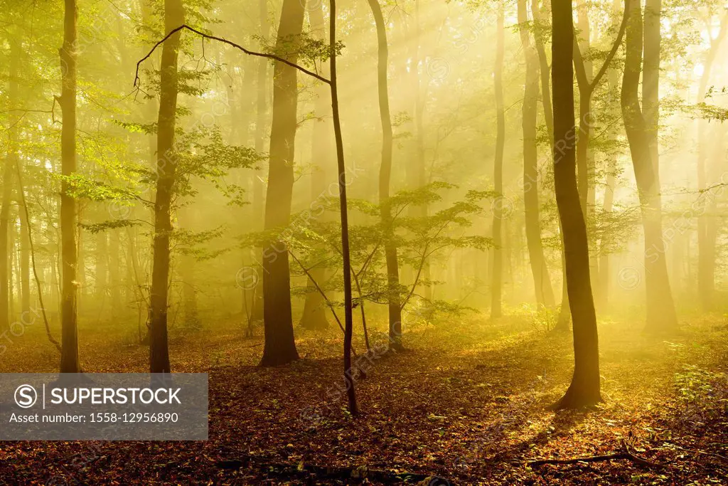 Sunrays in the morning fog in the deciduous forest, near Freyburg, Burgenlandkreis, Saxony-Anhalt, Germany