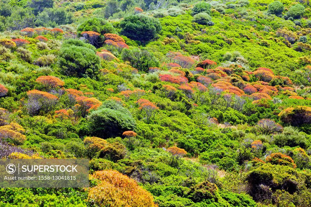 Sardinia, Macchia, shrubland, biome, scenery,