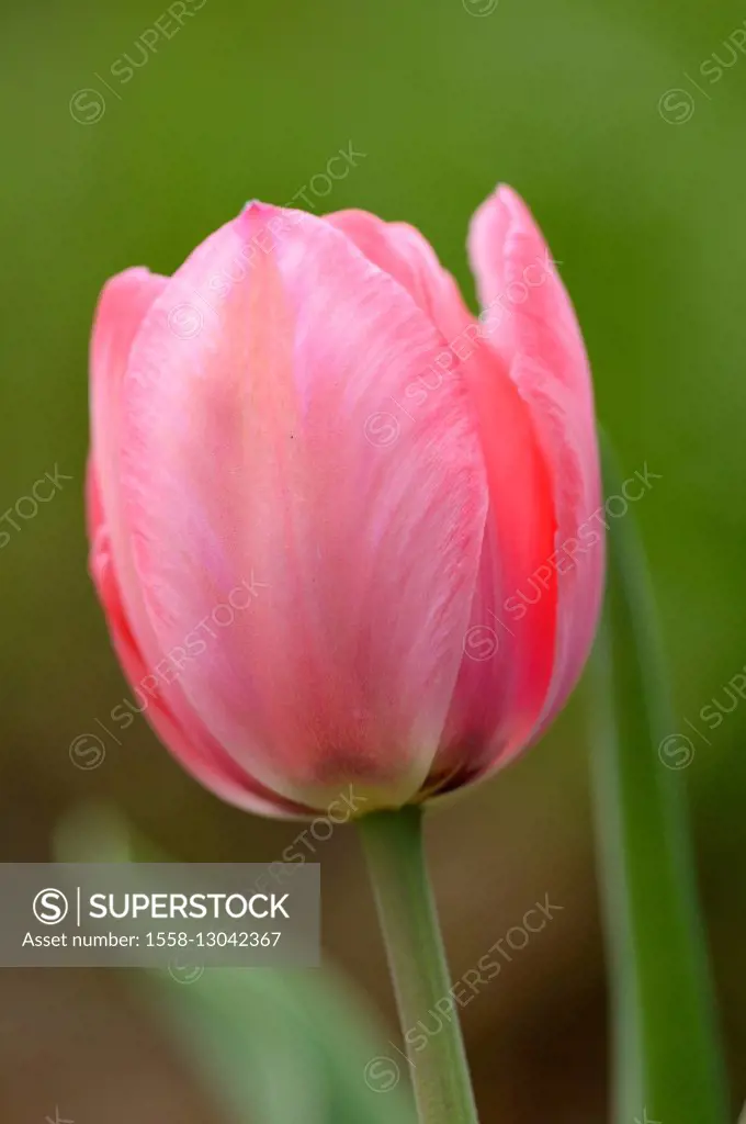 Garden tulip, Tulipa Gesneriana, blossom, spring,