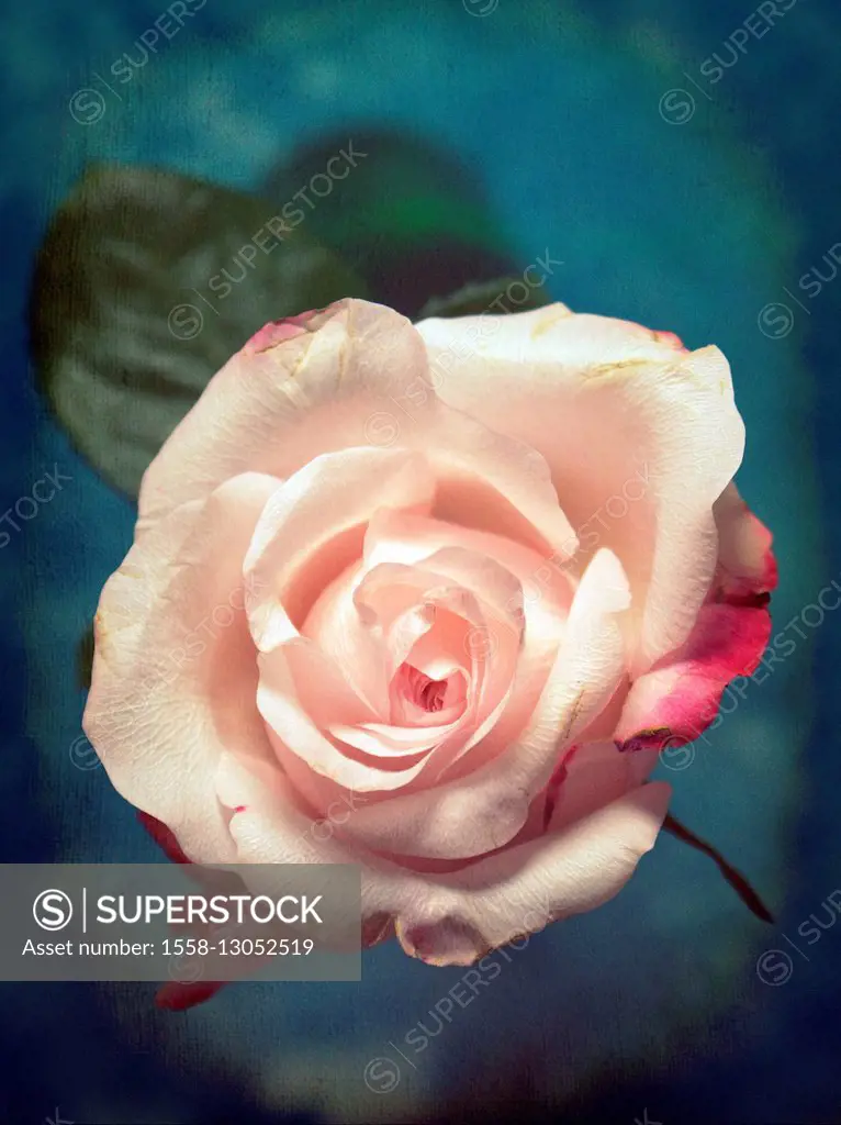 Close-up of a delicate pink rose,