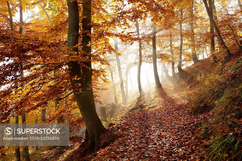 Trail in autumn forest,