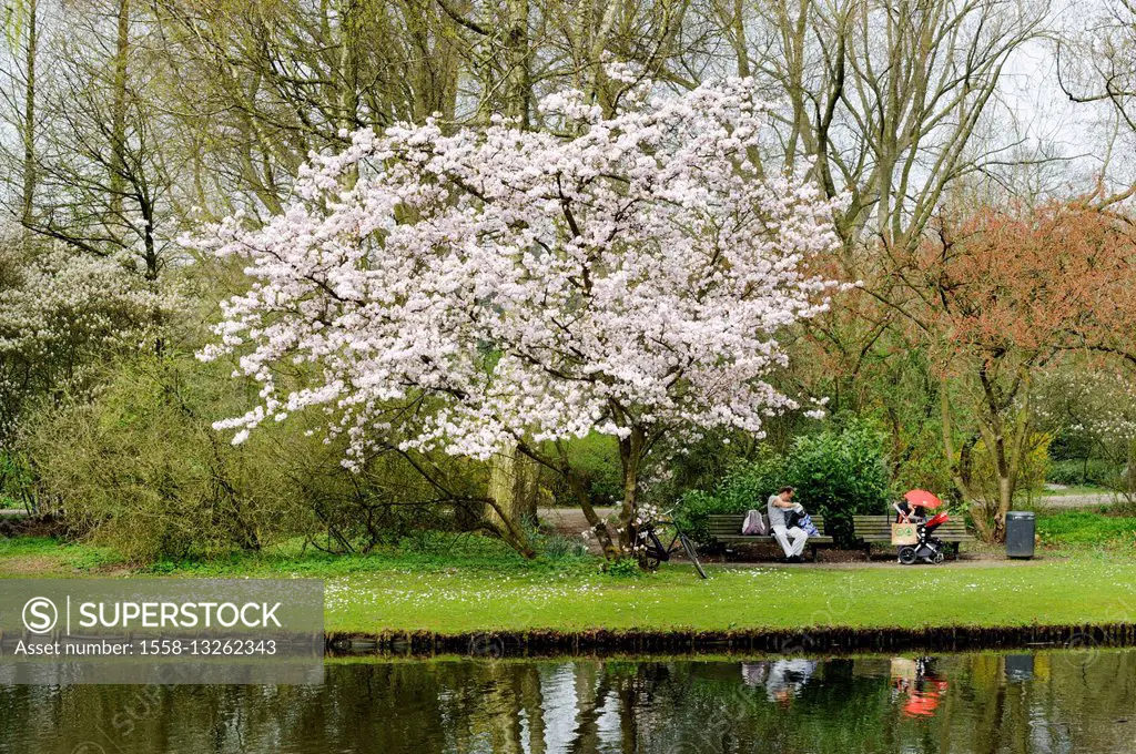 Spring in the Beatrixpark, Amsterdam Zuid, Amsterdam the south, Amsterdam, Holland, Netherlands