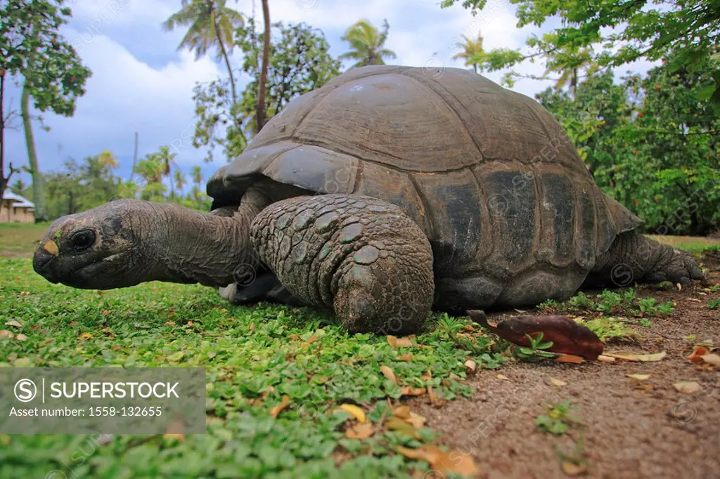 Seychelles, Seychelles-giant-turtle, Geochelone gigantea, Esmeralda, wildlife, Wildlife, animal, reptile, reptile, turtle, country-turtle, giant-turtl...