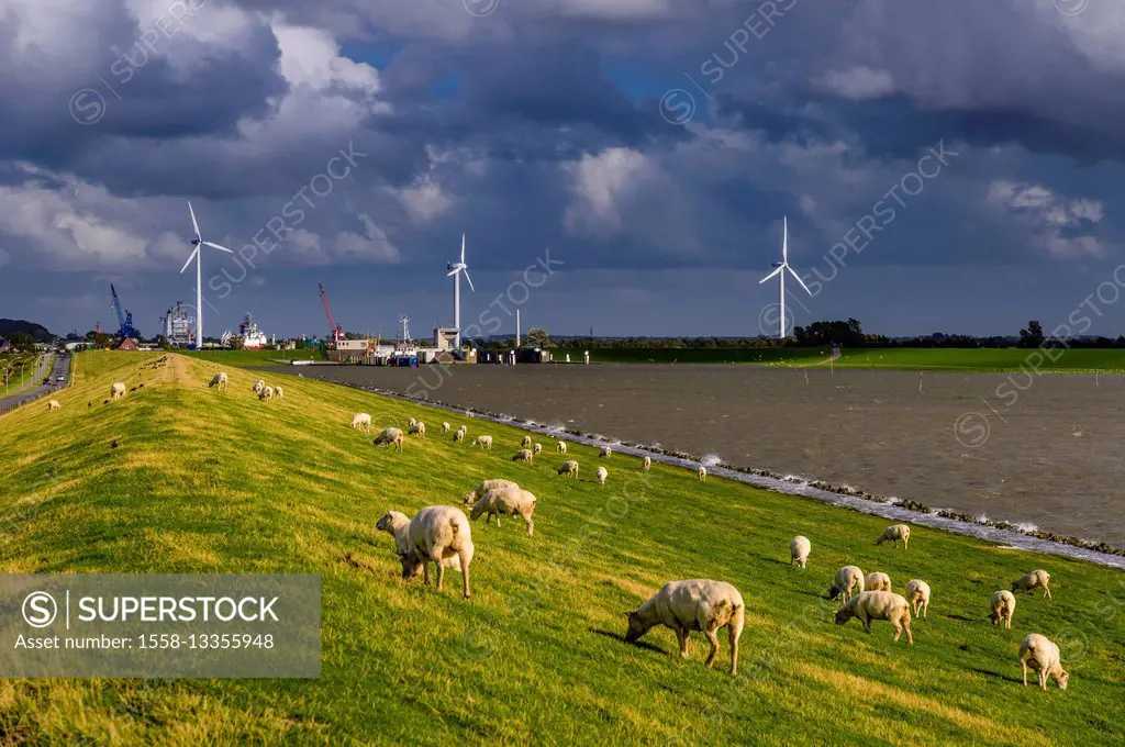 Germany, Schleswig-Holstein, North Frisia, 'Husumer Bucht' (bay), Husum, Dockkoog, dyke, sheeps, outer harbour, harbour installations