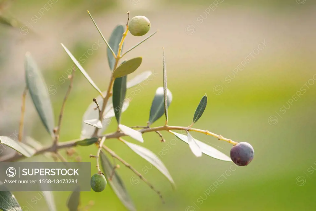 Olives in olive fork, Greece