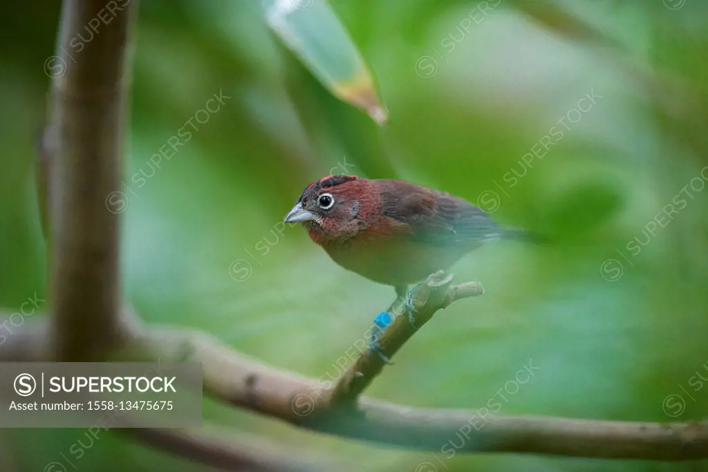 Tanager, Thraupidae, Coryphospingus cucullatus, branch, side view, sit