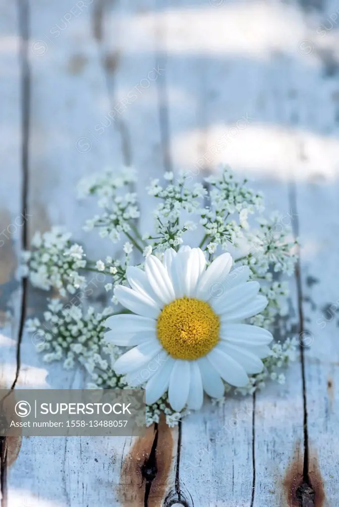 blossom of white marguerite on wood, still life