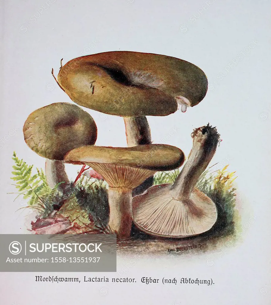 Fungus, Lactarius turpis, syn. L. plumbeus (Bull.) Or L. necator), digital reproduction of an Illustration by Emil Doerstling (1859-1940)