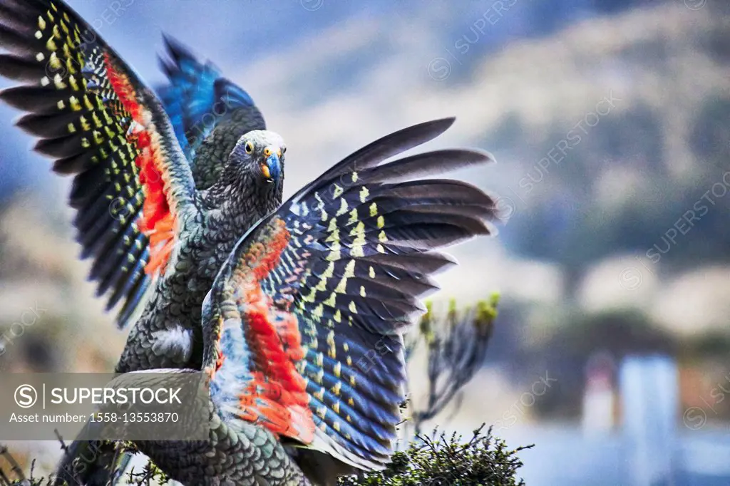 New Zealand, south island, Kea, mountain parrot, hit with wings, coloured wings