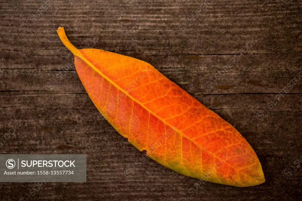 Orange autumn leaf