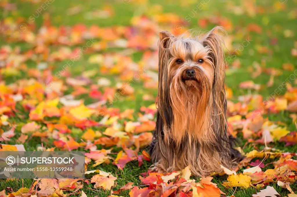 Fall color leaves and little dog