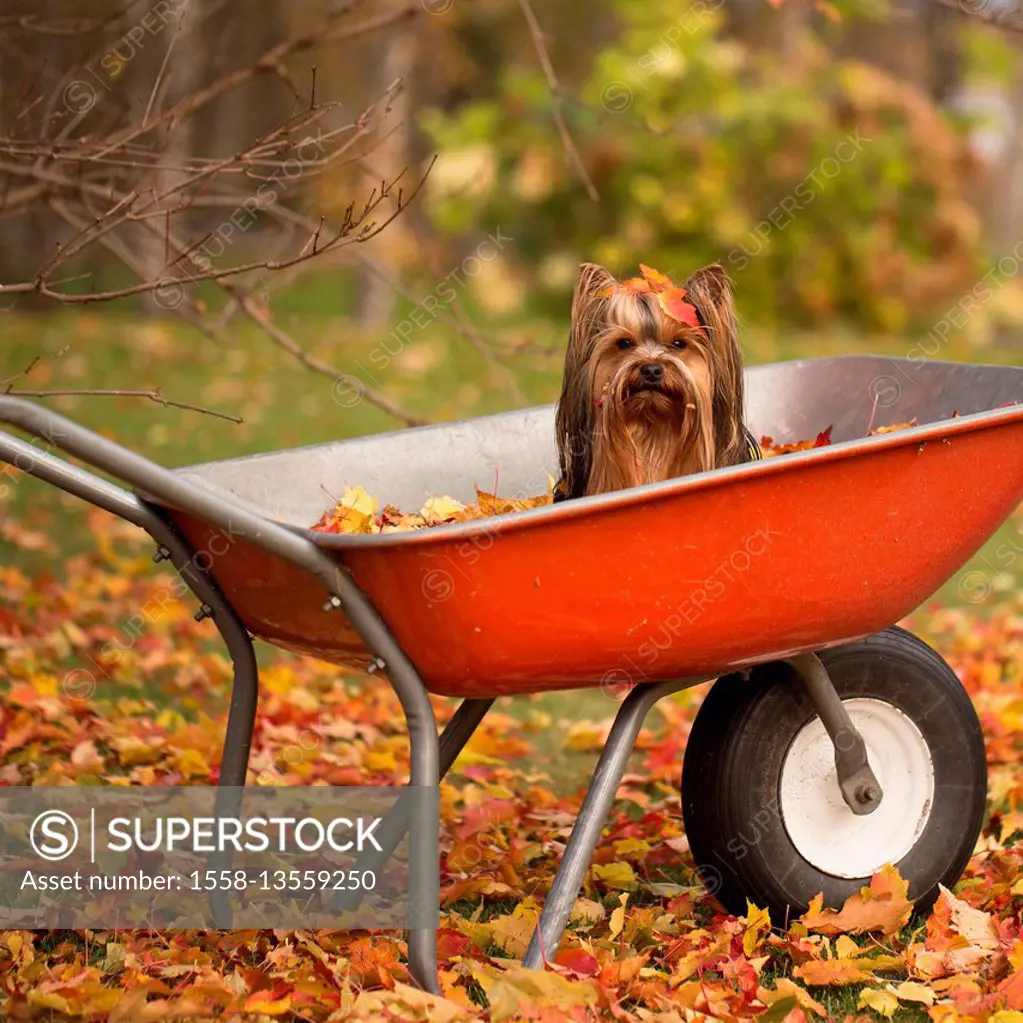 Small dog sitting in a red wheelbarrow with autumn leaves