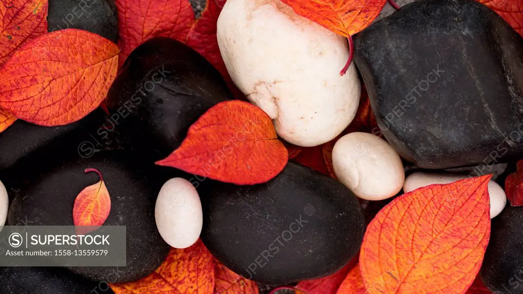 Red leaves on the black and white stones