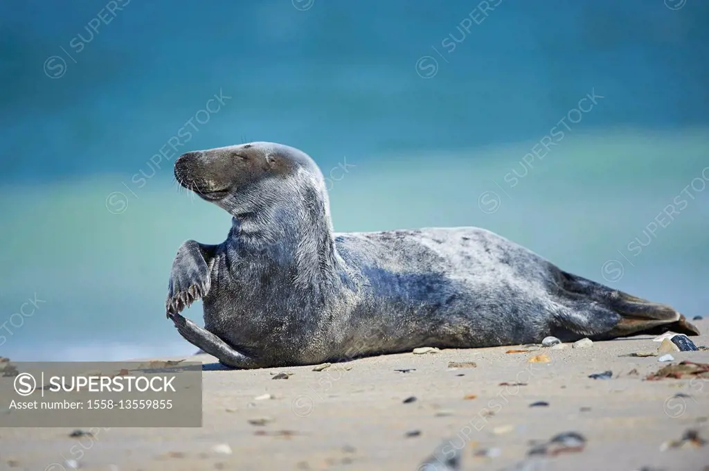 European seal, Phoca vitulina vitulina, side view, lie, beach, dune, Helgoland