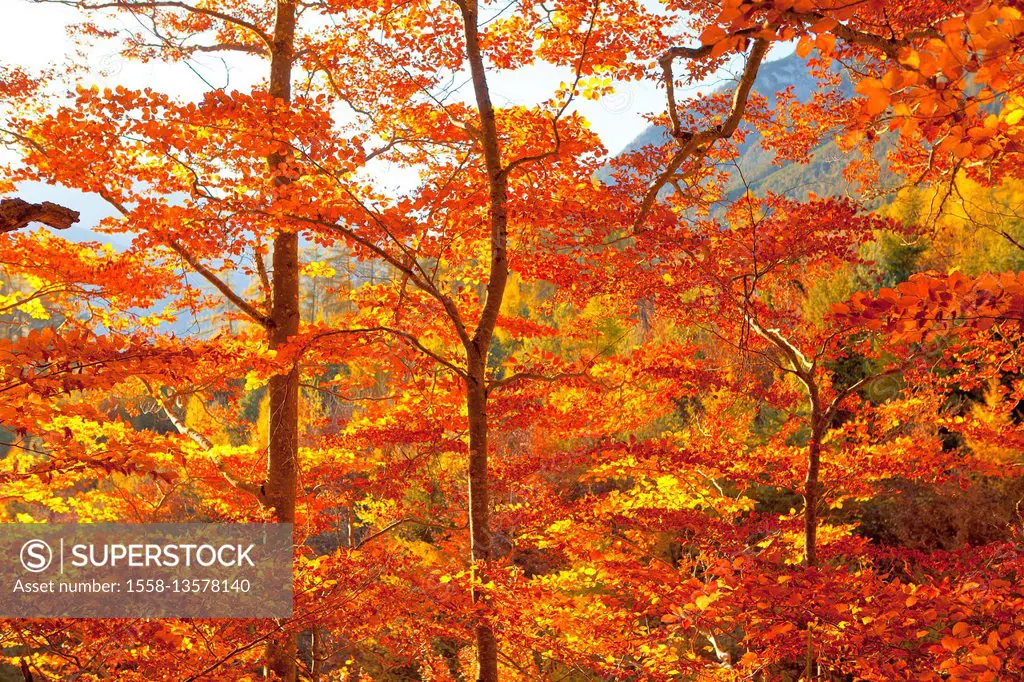 The autumn sun in the beech forest